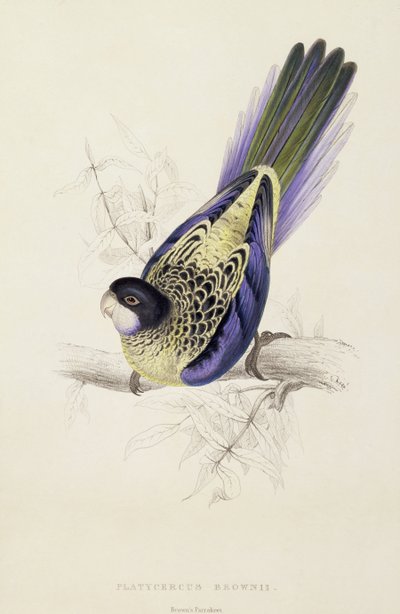 Platycercus Brownii, oder Browns Sittich (Tafel 20), 1832 von Edward Lear